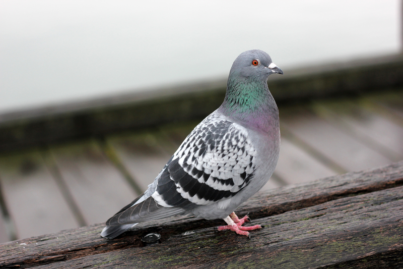 Beware of Low Flying Pigeons